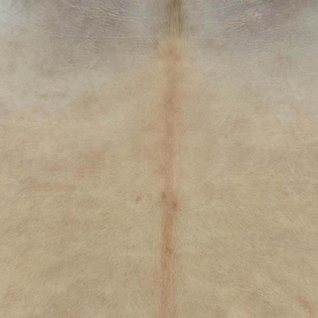 Tepih od prave kravlje kože bež 180 x 220 cm