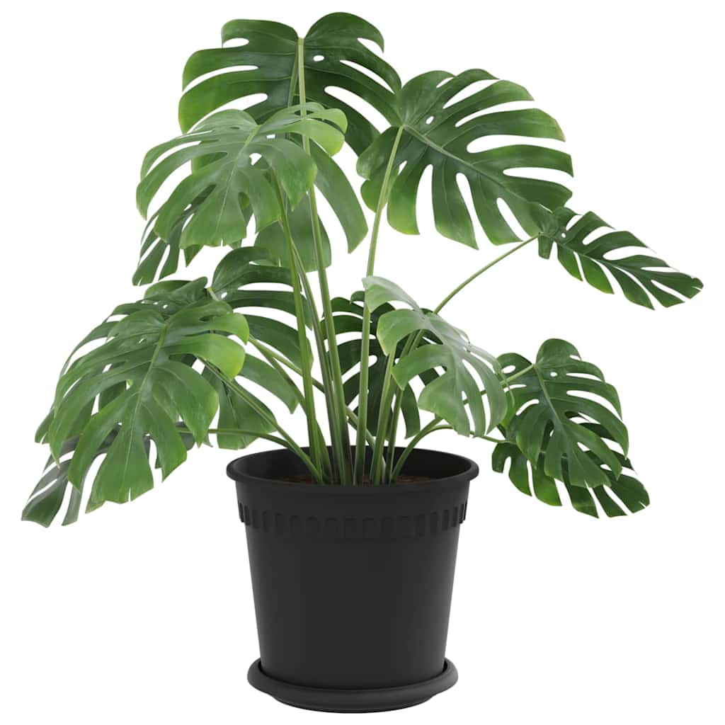 Saksije za biljke 6 pcs Crna Ø 19 x 16 cm Plastika